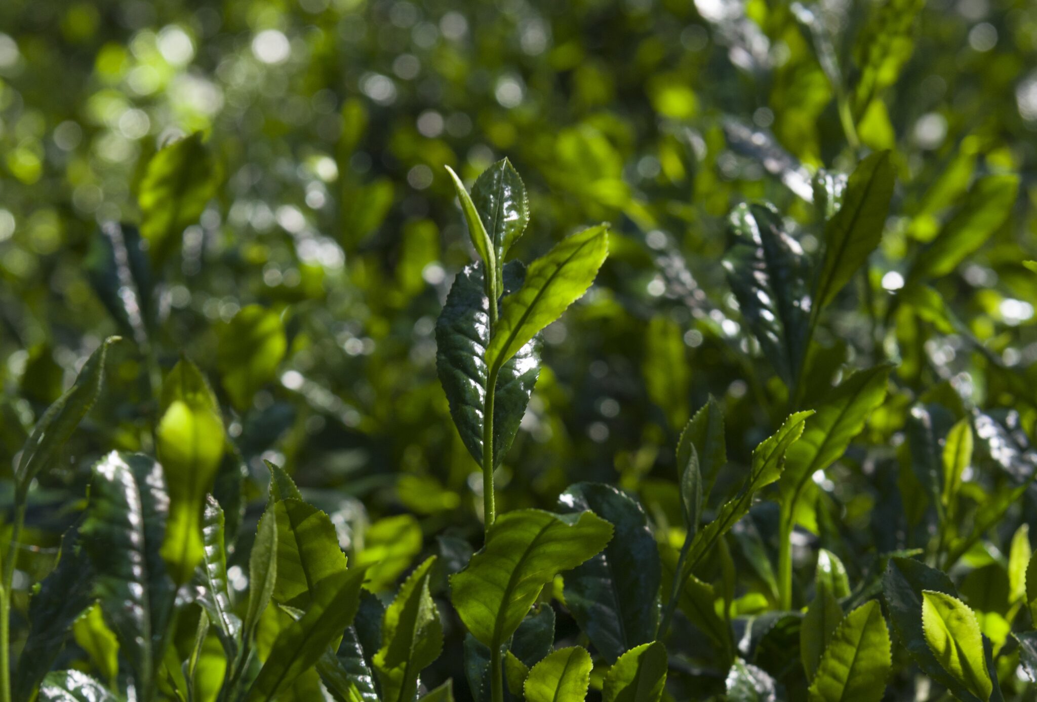 呼吁【注意事项】关于丸久小山園抹茶商品的销售(购买)方式